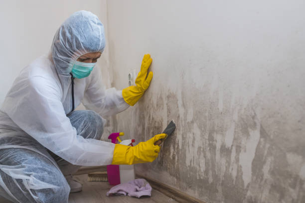 Professional Mold Removal in New Ellenton, SC