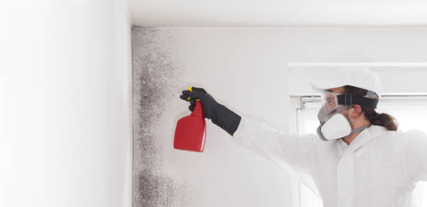 Best Mold Testing  in New Ellenton, SC