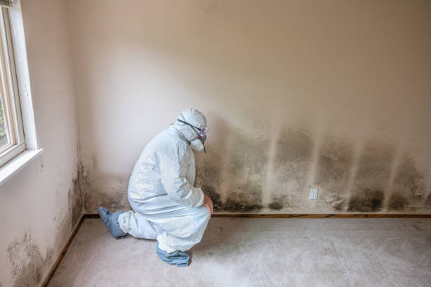 Best Mold Damage Repair  in New Ellenton, SC