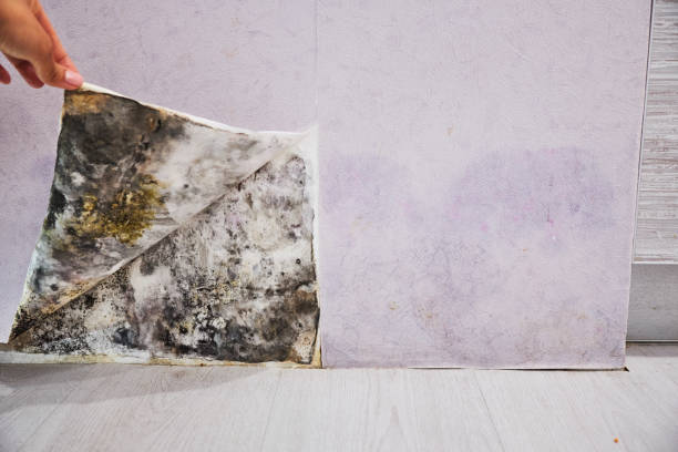 Best Mold Removal Near Me  in New Ellenton, SC